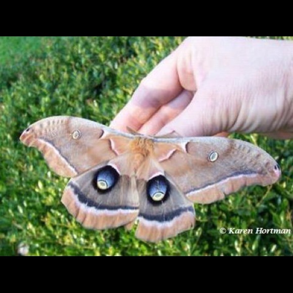 Meet your Posher, Heather - Picture 1 of 1